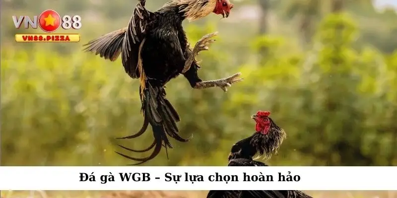 Đá gà WGB