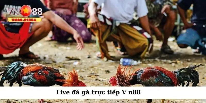 Live đá gà trực tiếp V n88